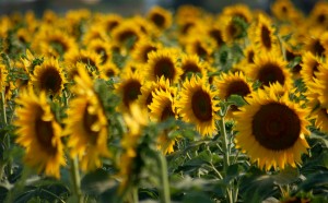 French property in Poitou Charentes Sunflowers