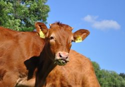 Limousin Cattle